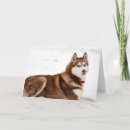 Search for siberian cards Blue eyes