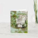 Search for snow leopard cards Funny