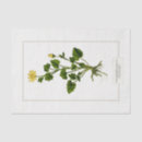 Search for cowslip Wildflower