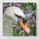 Search for swan clocks Animal