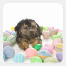 Search for yorkie poo stickers Animal