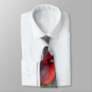 Search for cardinal ties Cardinalis cardinalis