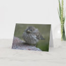 Search for sparrow cards Photography