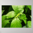 Search for geckos posters Green