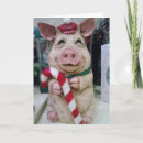 Search for piggy christmas cards Hog