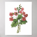 Search for primula posters Redoute