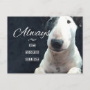 Search for sided postcards Pet
