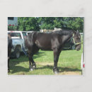 Search for draughts postcards Animals