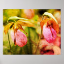 Search for slippers art Lady slipper