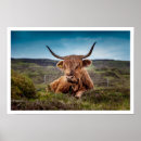 Search for scottish highland cow decor Bull