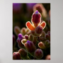 Search for backlit posters Flower