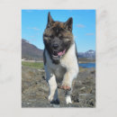 Search for akitas cards invites Animals
