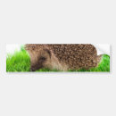 Search for hedgehogs bumper stickers Wild