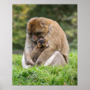Search for macaque posters Animal wildlife