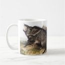 Search for collared mugs Mammal