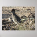 Search for roadrunner posters Desert
