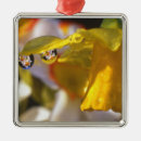 Search for daffodil christmas tree decorations Petal