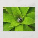 Search for bright green postcards Photography