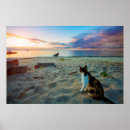 Search for pictures of seashells posters Coast