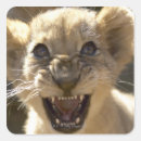 Search for cape stickers Outdoors