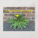 Search for dandelions postcards Weeds