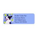 Search for flyball Border collie