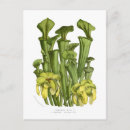 Search for flava Botanical
