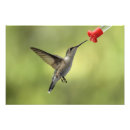 Search for ruby throated art Female