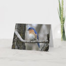 Search for bluebird birthday cards Animal