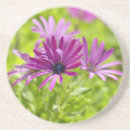 Search for african daisies barware Floral