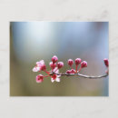 Search for spring bloom postcards Blooms