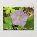 Search for geraniums postcards Nature