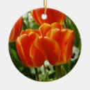 Search for tulip tree Orange