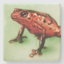 Search for wild animal coasters Nature