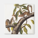 Search for gray squirrel magnets Sciurus carolinensis