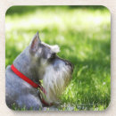 Search for schnauzer coasters Canine