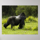 Search for rwanda posters Primate