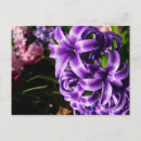 Search for blue hyacinth postcards Floral