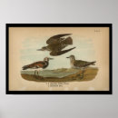 Search for plover art Audubon