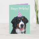 Search for bernese mountain dog cards Berner