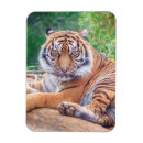 Search for predators magnets Wildlife