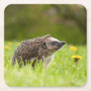 Search for hedgehog coasters Germany