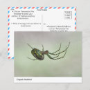 Search for weavers postcards Spider