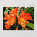 Search for lillies photography Orange