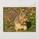 Search for michele postcards Brown