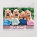 Search for chinese shar pei postcards Puppies