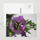 Search for swallowtail postcards Yellow
