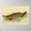 Search for platypus art Wild