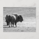 Search for buffalo postcards Wildlife
