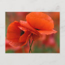 Search for close ups postcards Nancy rotenberg